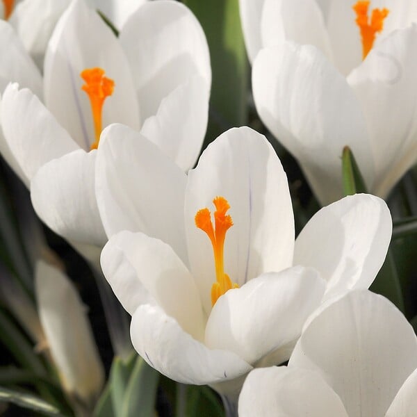 PLANT IN A BOX - Fleur printanière - Set de 30 - Crocus 'White' - Bulbes à fleurs - Blanc - large