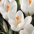 PLANT IN A BOX - Fleur printanière - Set de 30 - Crocus 'White' - Bulbes à fleurs - Blanc - vignette