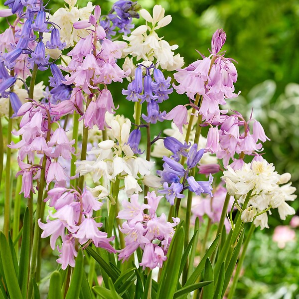 PLANT IN A BOX - Jacinthe - Set de 40 - Hyacinthoides Hispanica - Bulbes à fleurs - large