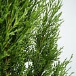 PLANT IN A BOX - Cyprès toujours vert - Set de 2 - Cupressus sempervirens - H70-80cm - ⌀19cm - vignette