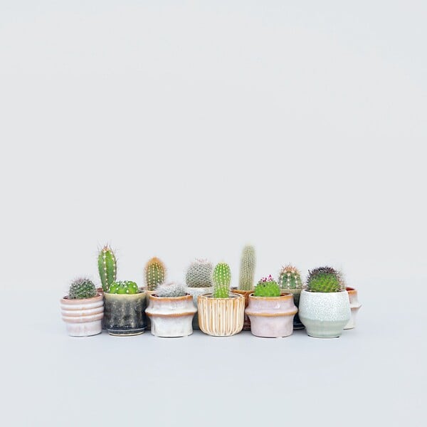 PLANT IN A BOX - Mélange de mini cactus - Set de 12 - Cactus - Hauteur 5-10cm - ⌀5,5cm - large
