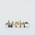 PLANT IN A BOX - Mélange de mini cactus - Set de 12 - Cactus - Hauteur 5-10cm - ⌀5,5cm - vignette