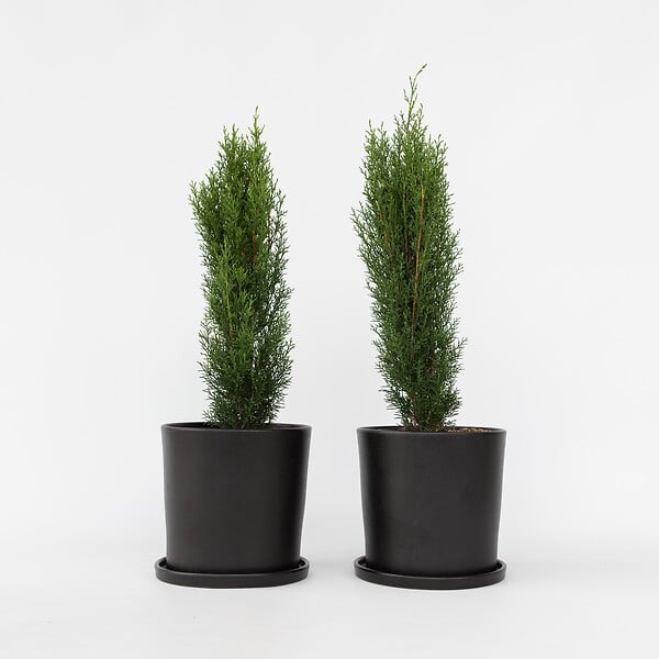PLANT IN A BOX - Cyprès de Provence - Set de 2 - Cupressus 'Totem' - H60-80cm - ⌀19cm - large