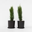 PLANT IN A BOX - Cyprès de Provence - Set de 2 - Cupressus 'Totem' - H60-80cm - ⌀19cm - vignette