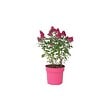 PLANT IN A BOX - Arbre à papillons - Buddleja davidii 'Candy' - Hauteur 30-40cm - ⌀19cm - vignette