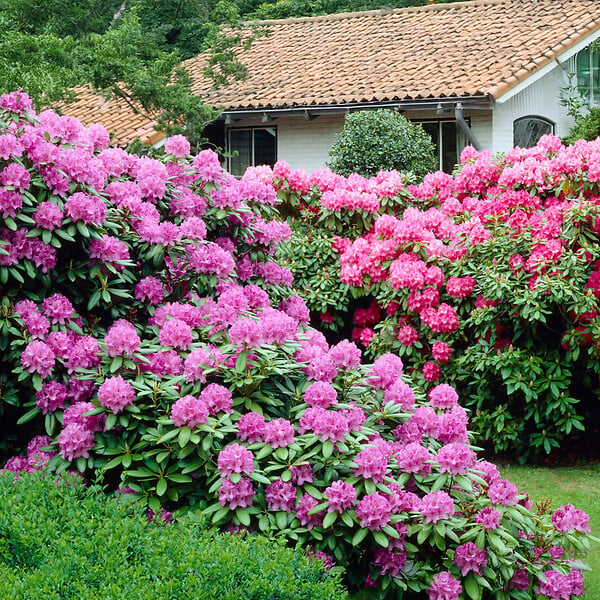 PLANT IN A BOX - Buisson à fleurs - Set de 3 - Rhododendron catawbiense - Hauteur 25-40cm - ⌀9cm - large