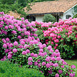 PLANT IN A BOX - Buisson à fleurs - Set de 3 - Rhododendron catawbiense - Hauteur 25-40cm - ⌀9cm - vignette