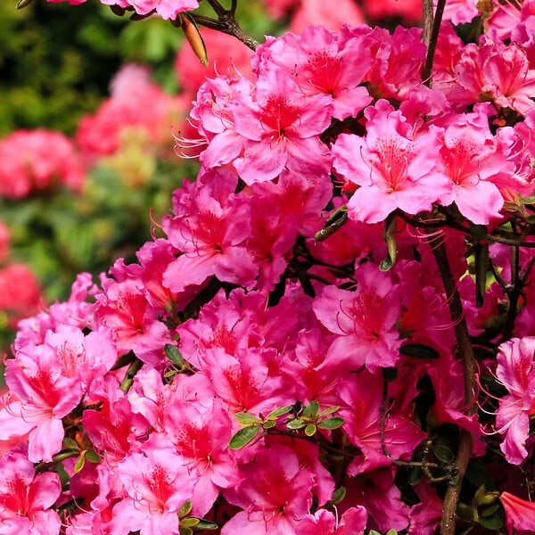 PLANT IN A BOX - Buisson à fleurs - Set de 3 - Rhododendron catawbiense - Hauteur 25-40cm - ⌀9cm - large