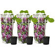 PLANT IN A BOX - Arbre à tulipes - Set de 3 - Magnolia 'Susan' - Hauteur 25-40cm - ⌀9cm - vignette