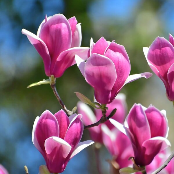 PLANT IN A BOX - Arbre à tulipes - Set de 3 - Magnolia 'Susan' - Hauteur 25-40cm - ⌀9cm - large