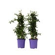 PLANT IN A BOX - Lilas de Californie - Set de 2 - Ceanothus Repens - H60-70cm - ⌀17cm - vignette