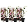 PLANT IN A BOX - Arbre à tulipes - Set de 3 - Magnolia 'Soulangea' - Hauteur 25-40cm - ⌀9cm - vignette