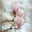 PLANT IN A BOX - Arbre à tulipes - Set de 3 - Magnolia 'Soulangea' - Hauteur 25-40cm - ⌀9cm - vignette