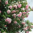 PLANT IN A BOX - Camélia - Camellia japonica 'Bonomiana' - Hauteur 50-60cm - ⌀15cm - vignette