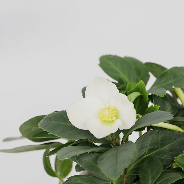 PLANT IN A BOX - Rose de Noël - Set de 3 - Helleborus niger 'Mont Blanc' - H20-30cm - ⌀12cm - large