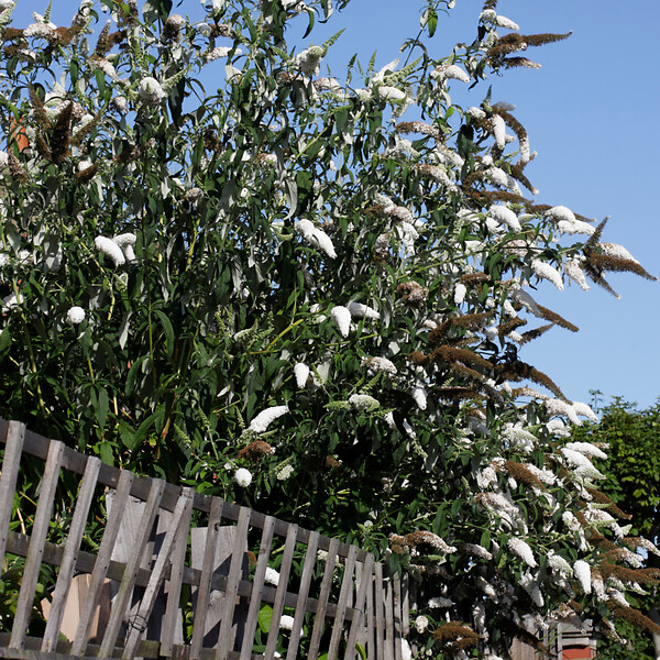 PLANT IN A BOX - Arbre à papillons - Set de 3 - Buddleja davidii 'Profusion' - H25-40cm - ⌀9cm - large