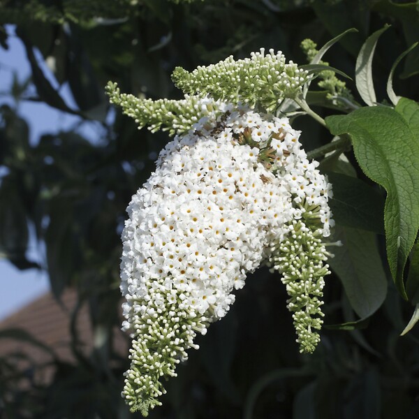 PLANT IN A BOX - Arbre à papillons - Set de 3 - Buddleja davidii 'Profusion' - H25-40cm - ⌀9cm - large