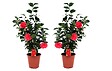 PLANT IN A BOX - Camélia - Set de 2 - Camellia japonica 'Lady Campbell' - Hauteur 60-70cm - ⌀19cm - vignette