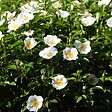 PLANT IN A BOX - Camélia - Set de 3 - Camellia japonica 'Brush Field' - Hauteur 25-40cm - ⌀9cm - vignette
