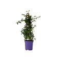 PLANT IN A BOX - Lilas de Californie - Ceanothus thyrsiflorus Repens - Hauteur 60-70cm - ⌀17cm - vignette