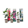 PLANT IN A BOX - Camélia - Set de 3 - Camellia japonica - Hauteur 25-40cm - ⌀9cm - vignette
