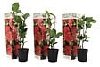PLANT IN A BOX - Camélia - Set de 3 - Camellia japonica 'Lady Campbell' - Hauteur 25-40cm - ⌀9cm - vignette