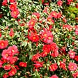 PLANT IN A BOX - Camélia - Set de 3 - Camellia japonica 'Lady Campbell' - Hauteur 25-40cm - ⌀9cm - vignette