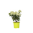 PLANT IN A BOX - Hortensia - Hydrangea paniculata 'Bobo' - Hauteur 25-40cm - ⌀19cm - vignette