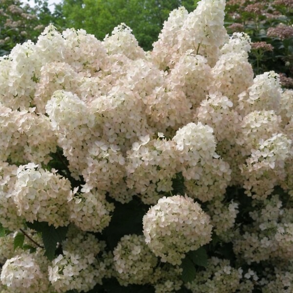 PLANT IN A BOX - Hortensia - Hydrangea paniculata 'Bobo' - Hauteur 25-40cm - ⌀19cm - large