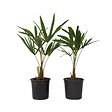 PLANT IN A BOX - Palmier de Chine - Set de 2 - Trachycarpus Fortunei - Hauteur 35-45cm - ⌀15cm - vignette