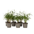 PLANT IN A BOX - Bambou non-traçant - Set de 6 - Fargesia 'Asian Wonder' - H25-40cm - ⌀13cm - vignette