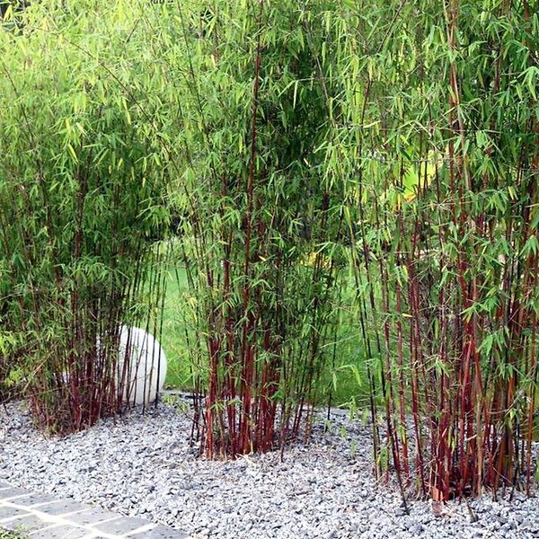 PLANT IN A BOX - Bambou non-traçant - Set de 6 - Fargesia 'Asian Wonder' - H25-40cm - ⌀13cm - large