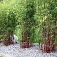 PLANT IN A BOX - Bambou non-traçant - Set de 6 - Fargesia 'Asian Wonder' - H25-40cm - ⌀13cm - vignette