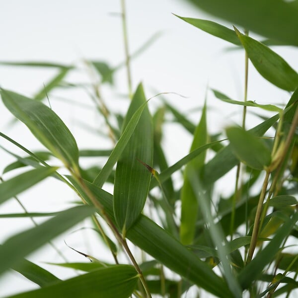 PLANT IN A BOX - Bambou non-traçant - Set de 6 - Fargesia 'Asian Wonder' - H25-40cm - ⌀13cm - large
