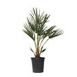 PLANT IN A BOX - Palmier nain - Chamaerops humilis - Hauteur 70-80cm - ⌀21cm - vignette