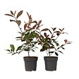 PLANT IN A BOX - Feuille de noyer - Set de 2 - Photinia fraseri 'Red Robin' - H30-40cm - ⌀17cm - vignette