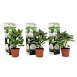 PLANT IN A BOX - Hortensia - Set de 3 - Hydrangea macrophylla 'Wudu' - Hauteur 25-40cm - ⌀9cm - vignette