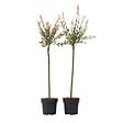PLANT IN A BOX - Saule crevette - Set de 2 - Salix integra 'Flamingo' - Hauteur 90-110cm - ⌀19cm - vignette