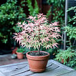 PLANT IN A BOX - érable du Japon - Acer Palmatum 'Taylor' - Hauteur 35-55cm - âŒ€15cm - vignette