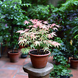 PLANT IN A BOX - érable du Japon - Acer Palmatum 'Taylor' - Hauteur 35-55cm - âŒ€15cm - vignette