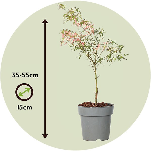 PLANT IN A BOX - érable du Japon - Acer Palmatum 'Taylor' - Hauteur 35-55cm - âŒ€15cm - large
