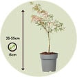 PLANT IN A BOX - érable du Japon - Acer Palmatum 'Taylor' - Hauteur 35-55cm - âŒ€15cm - vignette