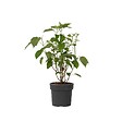 PLANT IN A BOX - Hortensia - Hydrangea 'Strong Annabelle' - Hauteur 30-40cm - ⌀19cm - vignette