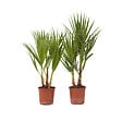 PLANT IN A BOX - Palmier de Washington - Set de 2 - Washingtonia robusta - H50-60cm - ⌀15cm - vignette
