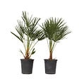 PLANT IN A BOX - Palmier nain - Set de 2 - Chamaerops humilis - Hauteur 70-80cm - ⌀21cm - vignette