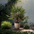 PLANT IN A BOX - Palmier nain - Set de 2 - Chamaerops humilis - Hauteur 70-80cm - ⌀21cm - vignette