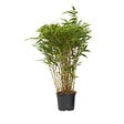 PLANT IN A BOX - Bambou non-traçant - Fargesia nitida 'Gansu' - Hauteur 50-70cm - ⌀17cm - vignette