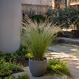 PLANT IN A BOX - Herbe aux plumes - Set de 9 - Stipa tenuifolia 'Pony Tails' - H20-30cm - ⌀9cm - vignette