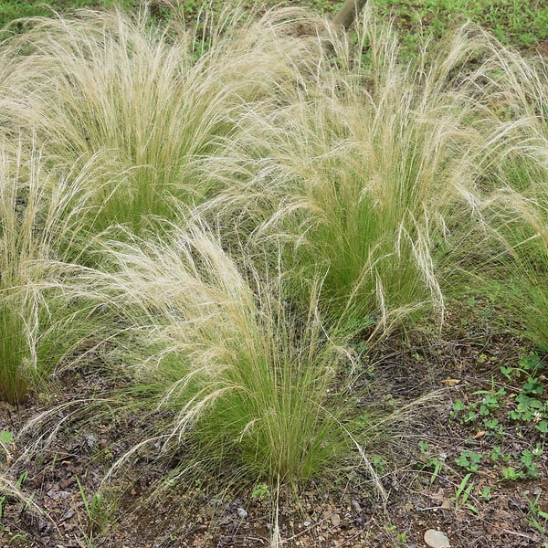 PLANT IN A BOX - Herbe aux plumes - Set de 9 - Stipa tenuifolia 'Pony Tails' - H20-30cm - ⌀9cm - large