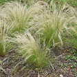 PLANT IN A BOX - Herbe aux plumes - Set de 9 - Stipa tenuifolia 'Pony Tails' - H20-30cm - ⌀9cm - vignette